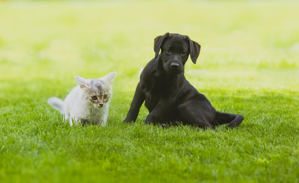 Black labrador puppy play with gray kitten on the green grass