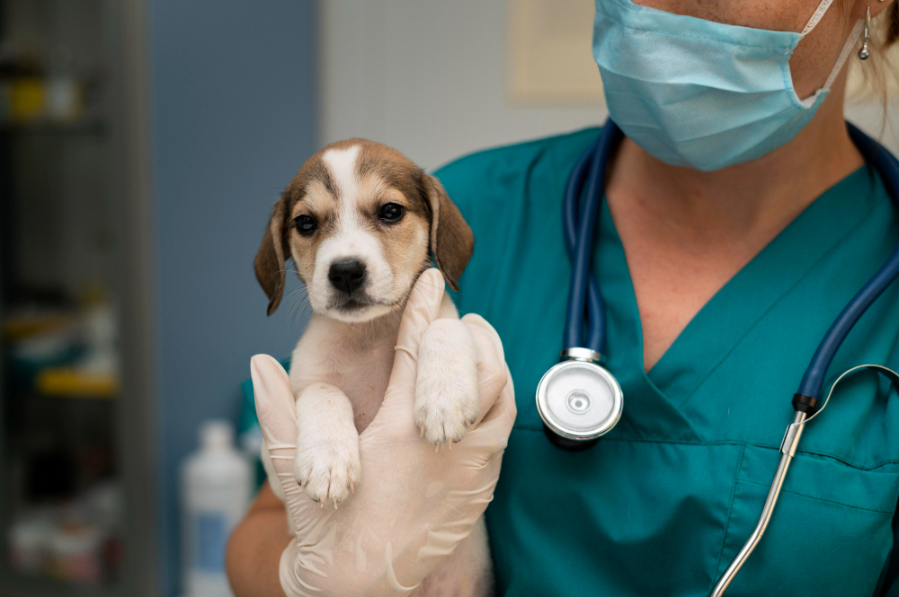 close up on veterinarian taking care of dog
