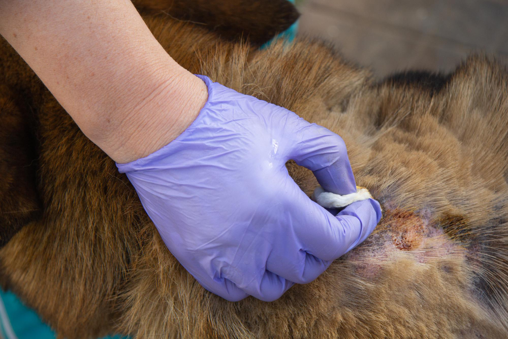 gloved hands treat wounds on dog with medicine