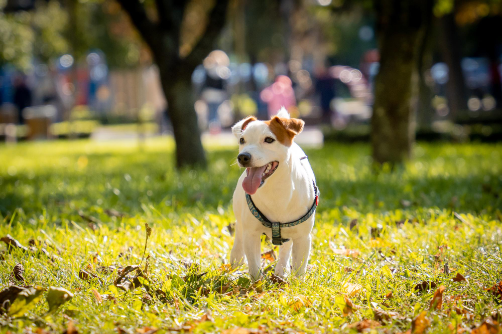 cute jack russell terrier dog at the park