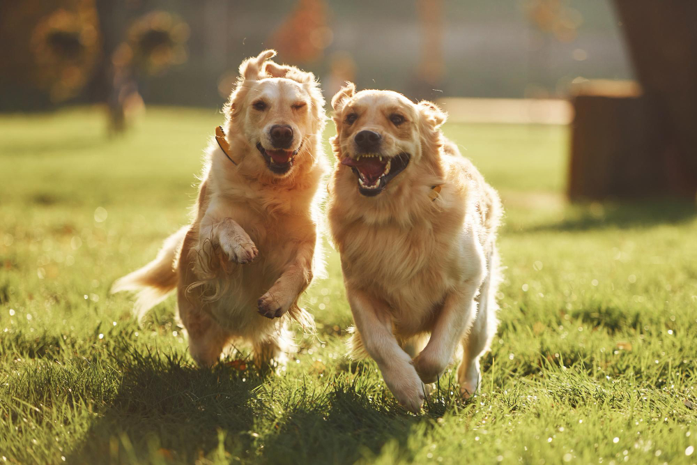 Running together two beautiful golden retriever dogs