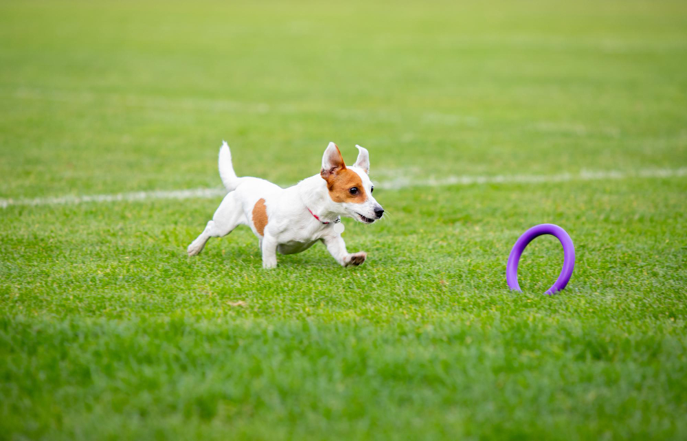 sportive dog performing during the lure coursing in competition
