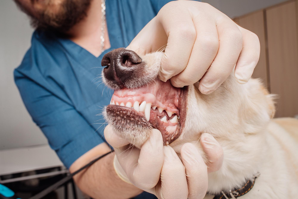 veterinarian-doctor-inspecting-dog-teeth-vet-clinic