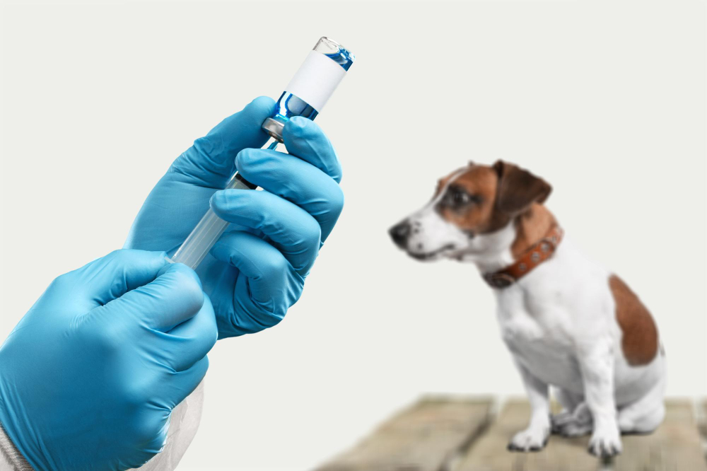 veterinarian in latex loves dong injection for dog
