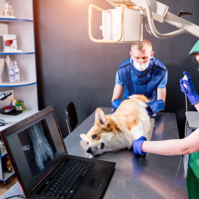 veterinarian-team-examining-dog-in-xray-room