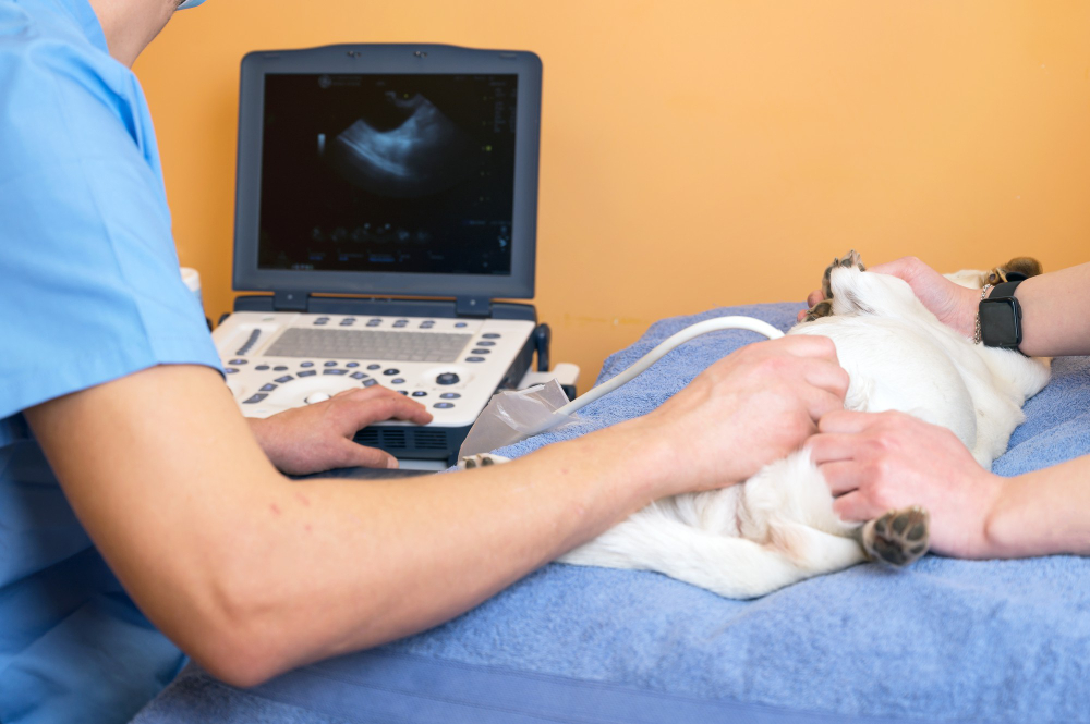 veterinary teamwork makes an ultrasound examination of a cat.