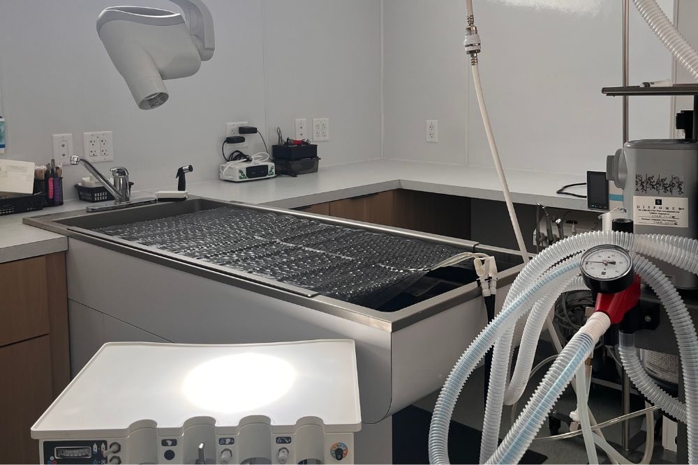 veterinarian doctor inspecting dog teeth at vet clinic