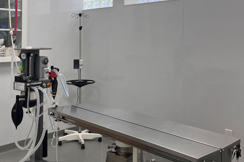 close up hands touching dog