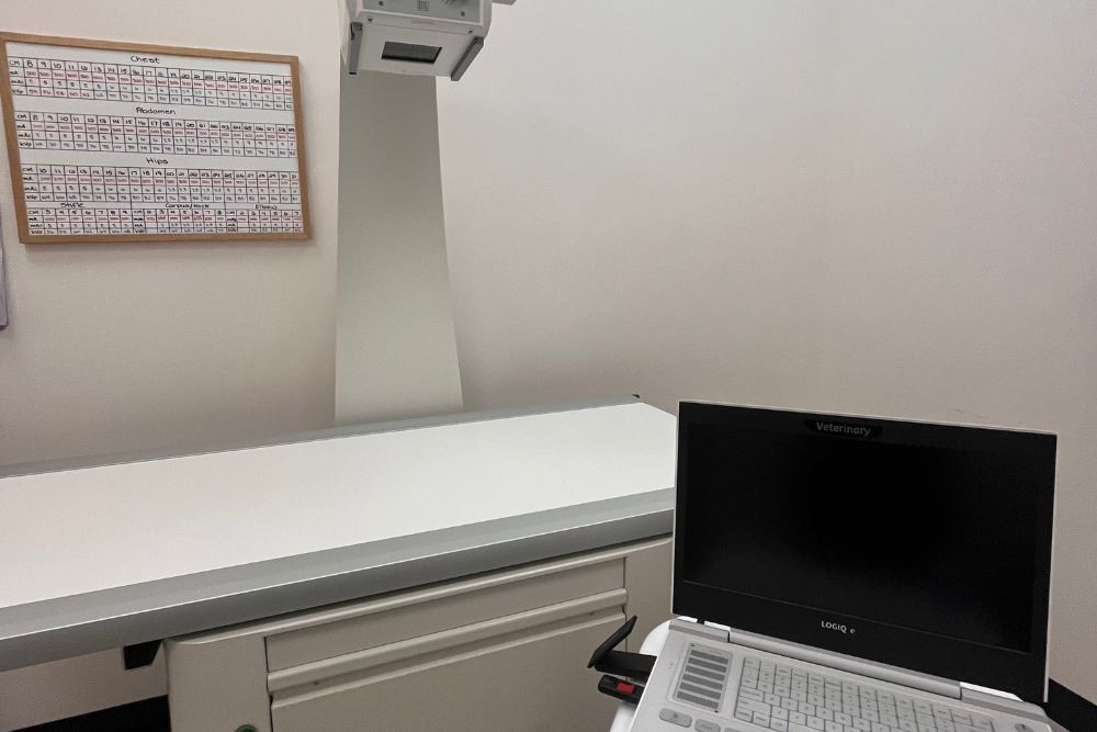 veterinary teamwork makes an ultrasound examination of a cat.
