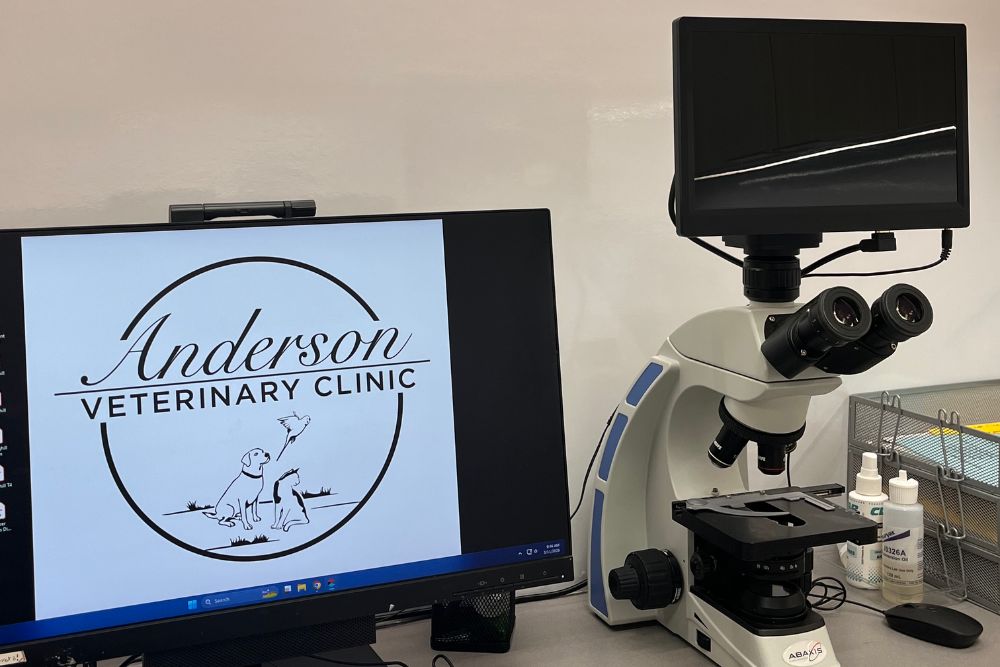 Pet In House Laboratory (Blood & Urine)