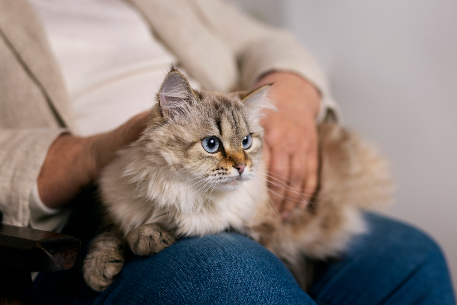 person holding a cat